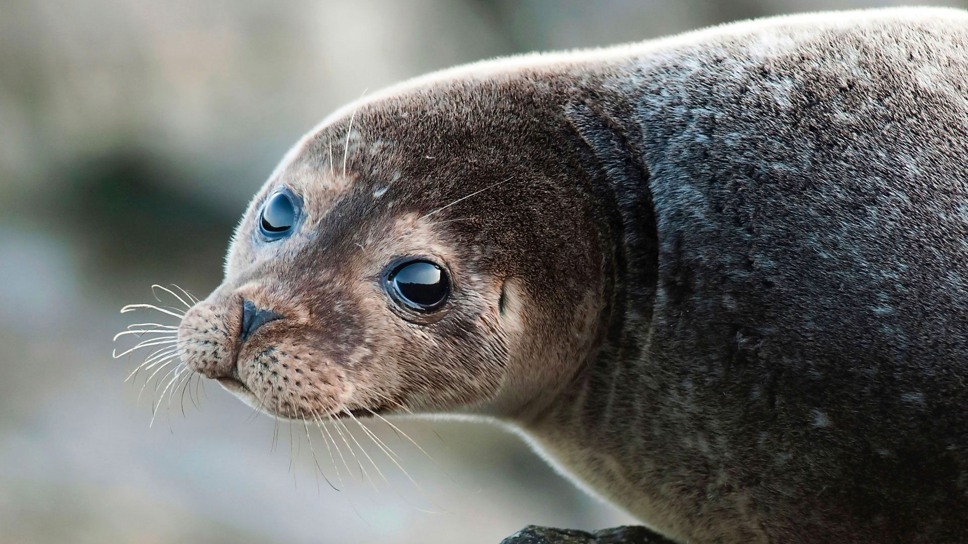 Thumbnail for Seals Season 1 Episode 5