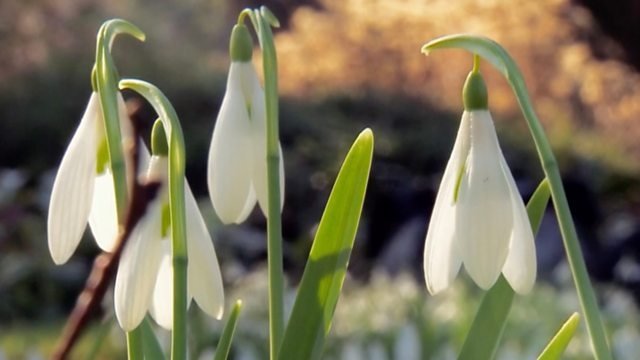 Countryfile 37x7