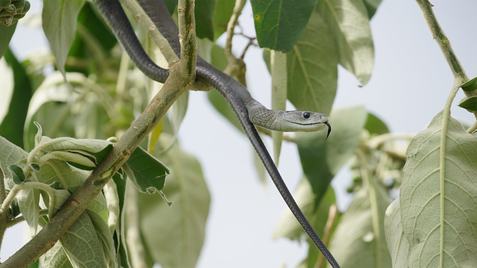 Thumbnail for Snakes of Africa Season 1 Episode 2