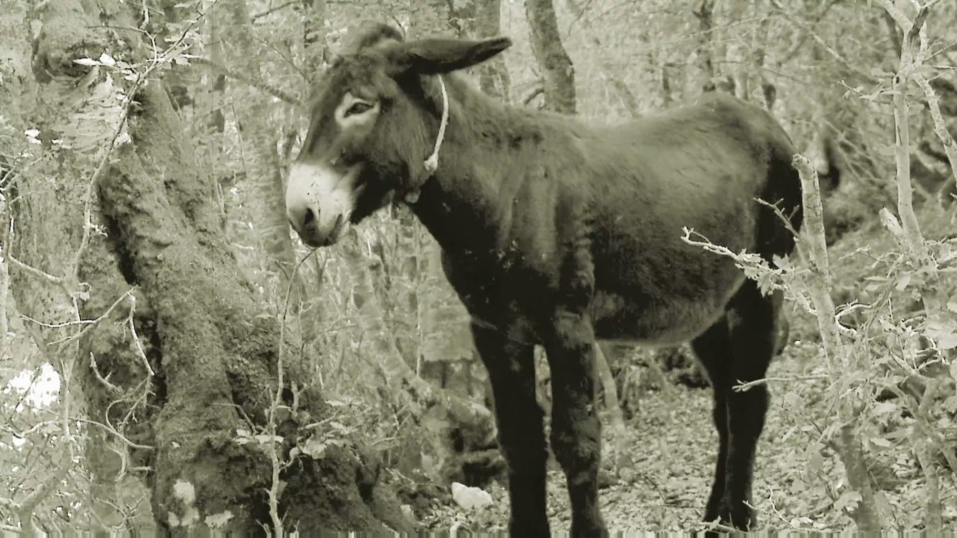 Moonshiners