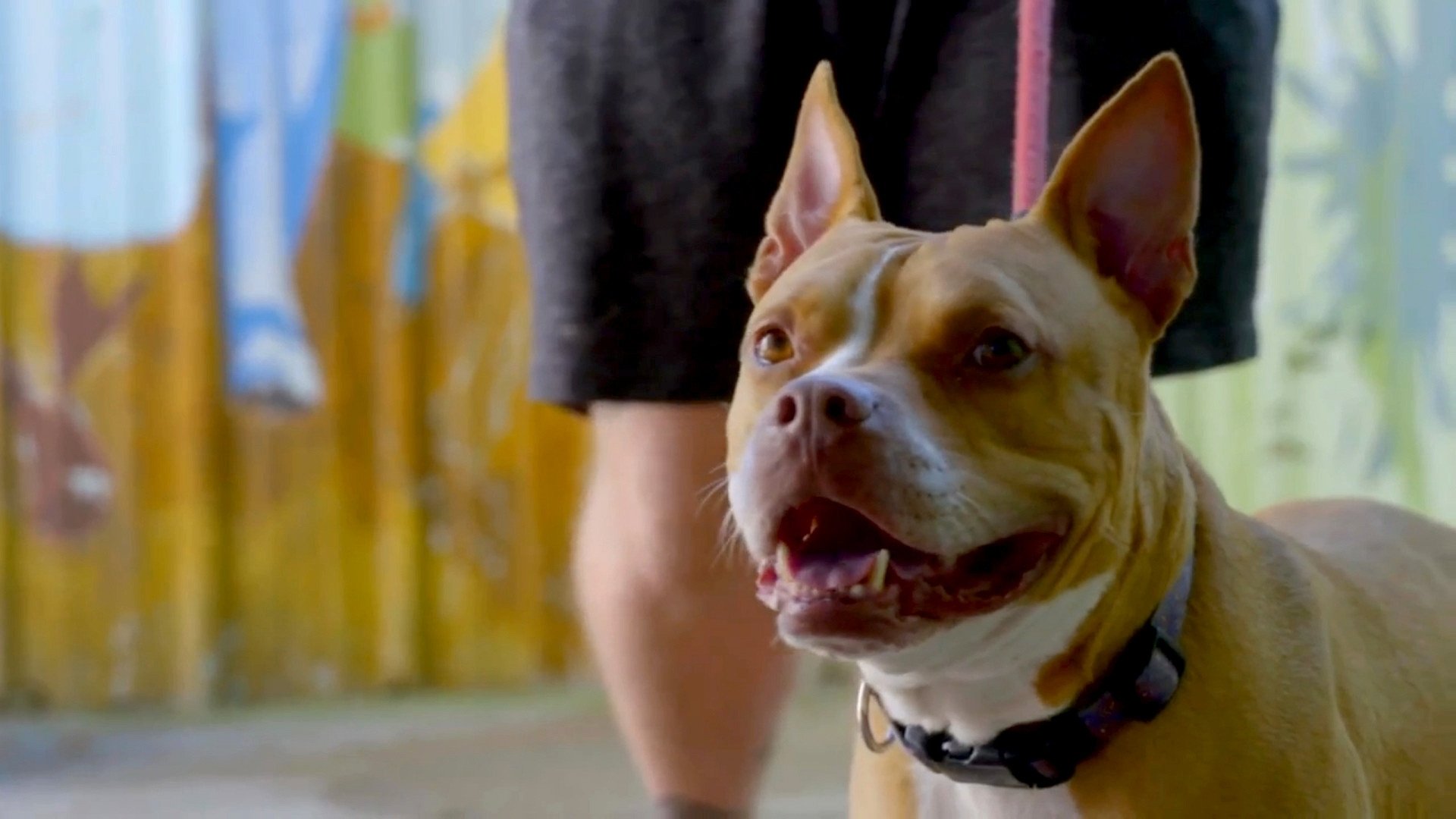 Pitbulls et prisonniers - Épisode 2