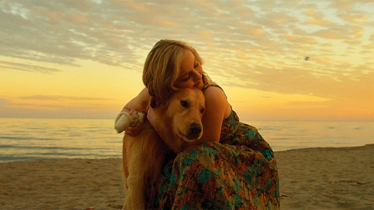 Good Boy backdrop image