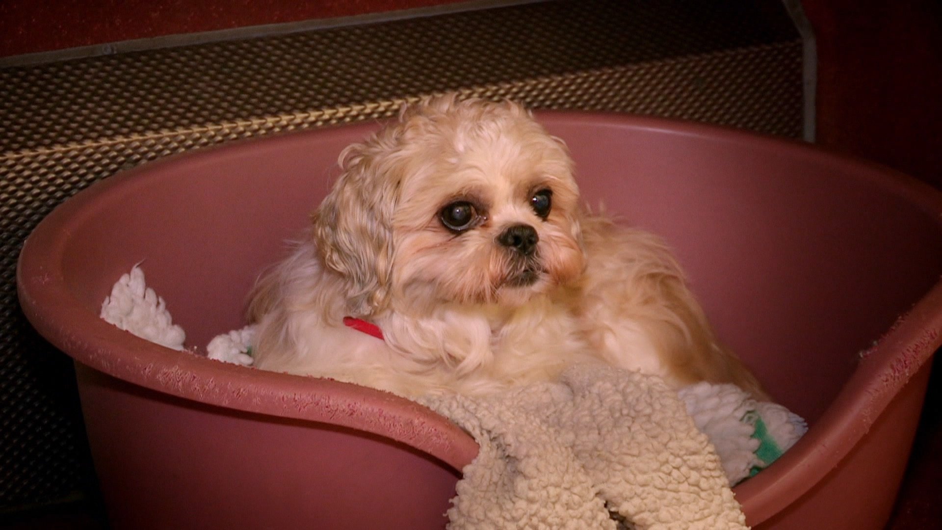 Paul O'Grady, pour l'amour des chiens - Épisode 5