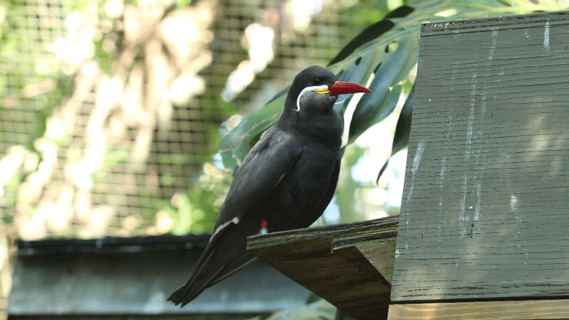 Secrets of the Zoo: Tampa