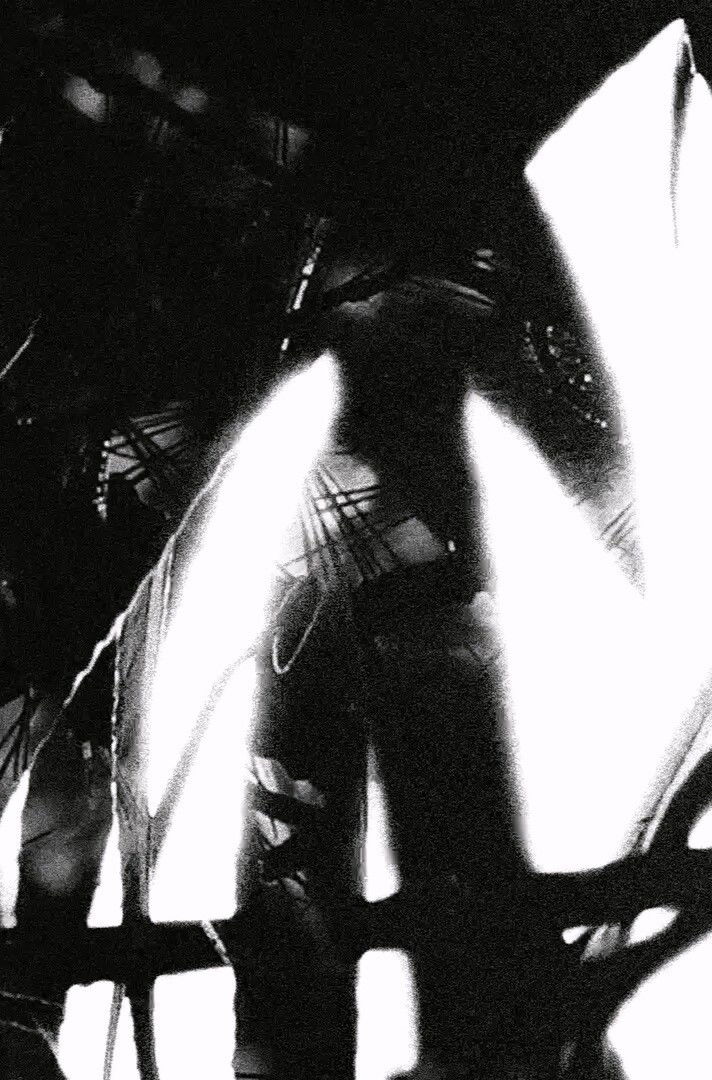 Portrait of a Forest