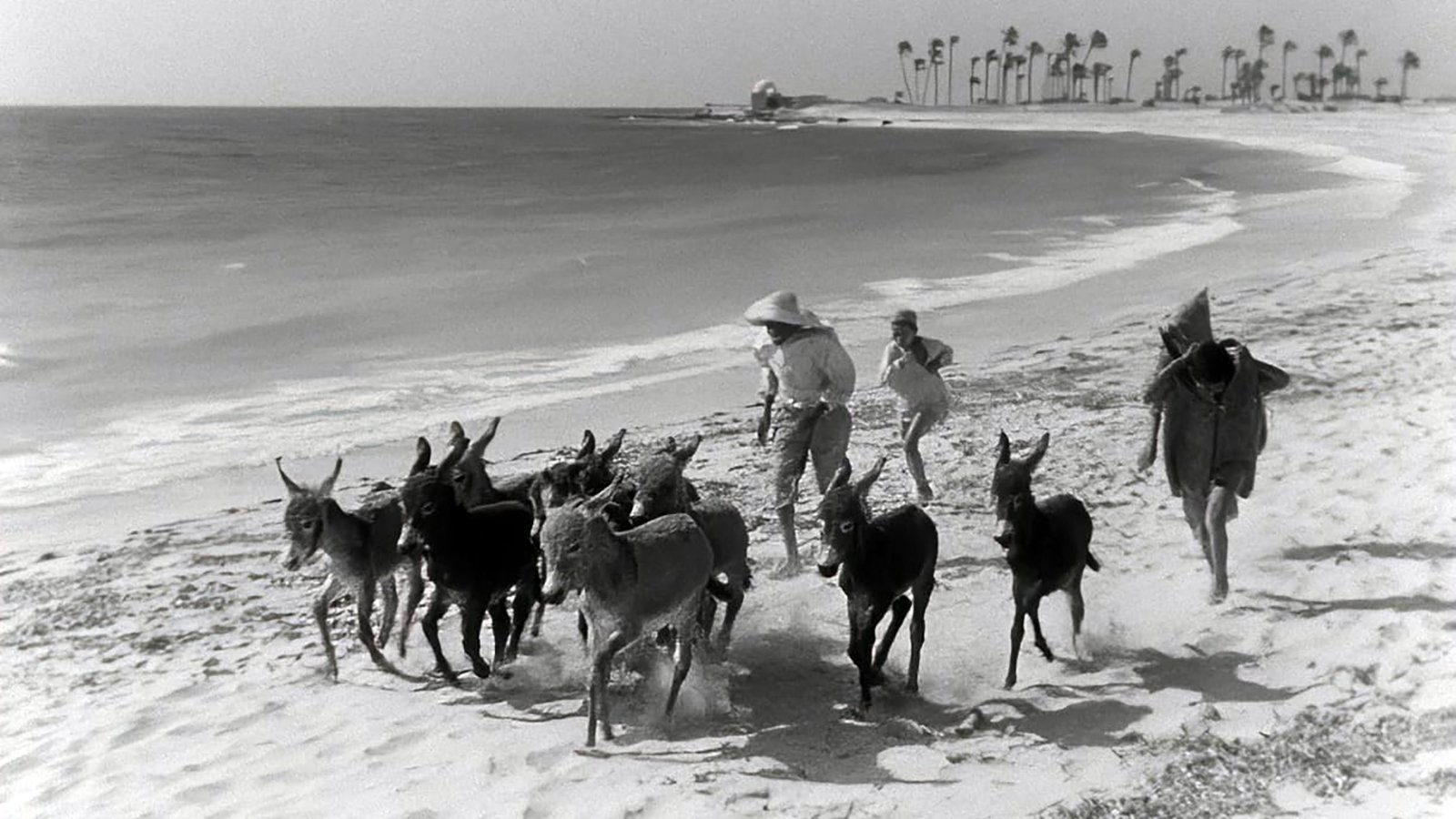 Bim, the Little Donkey (1951)