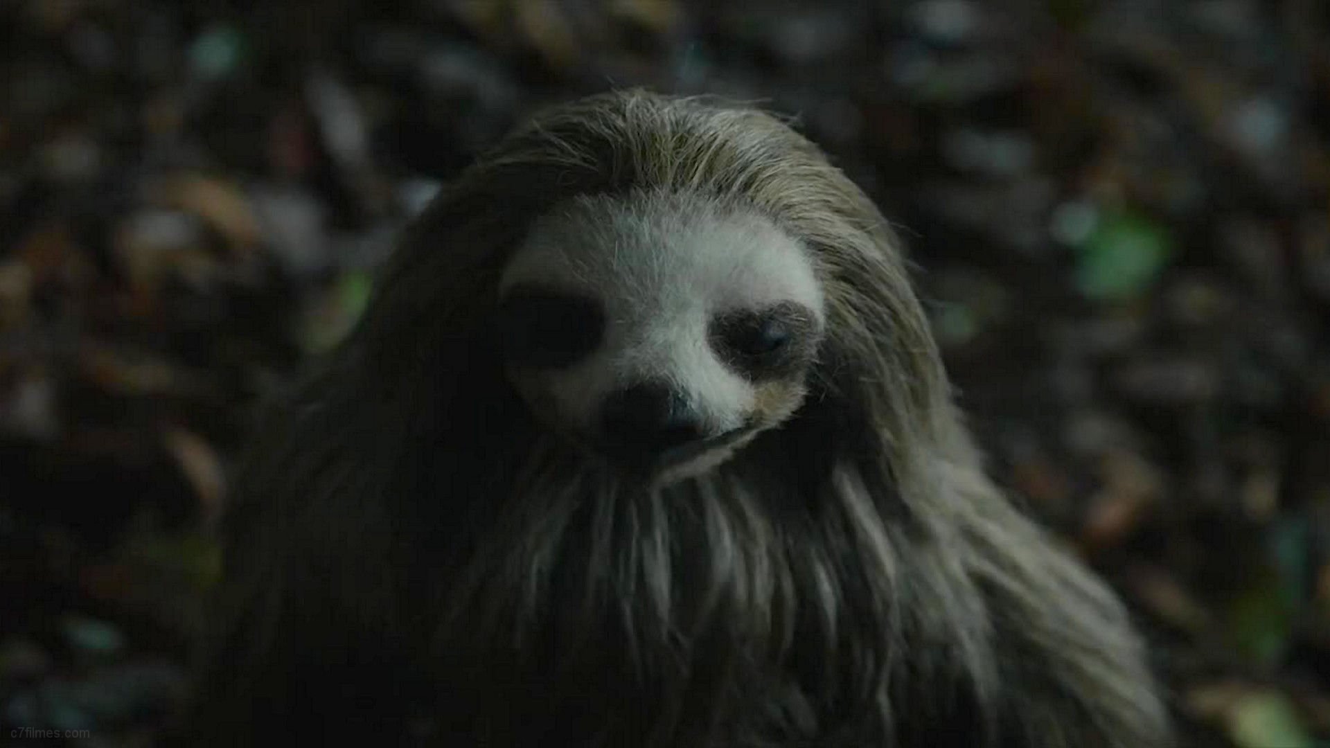 Slotherhouse