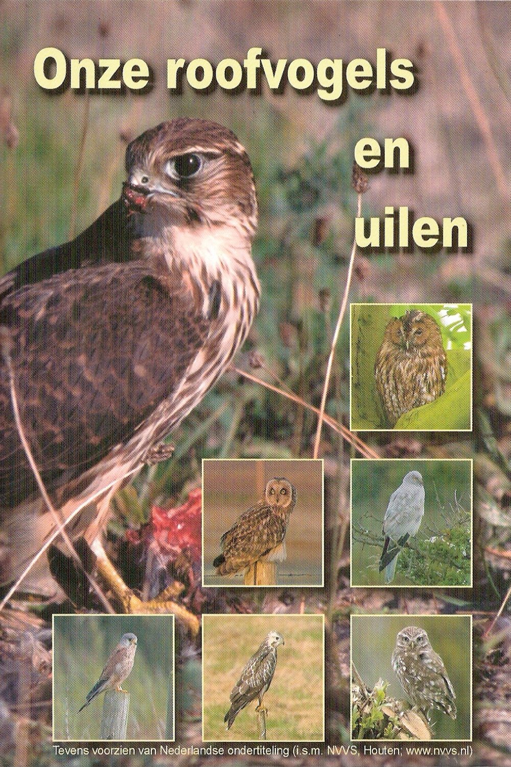 Content cover