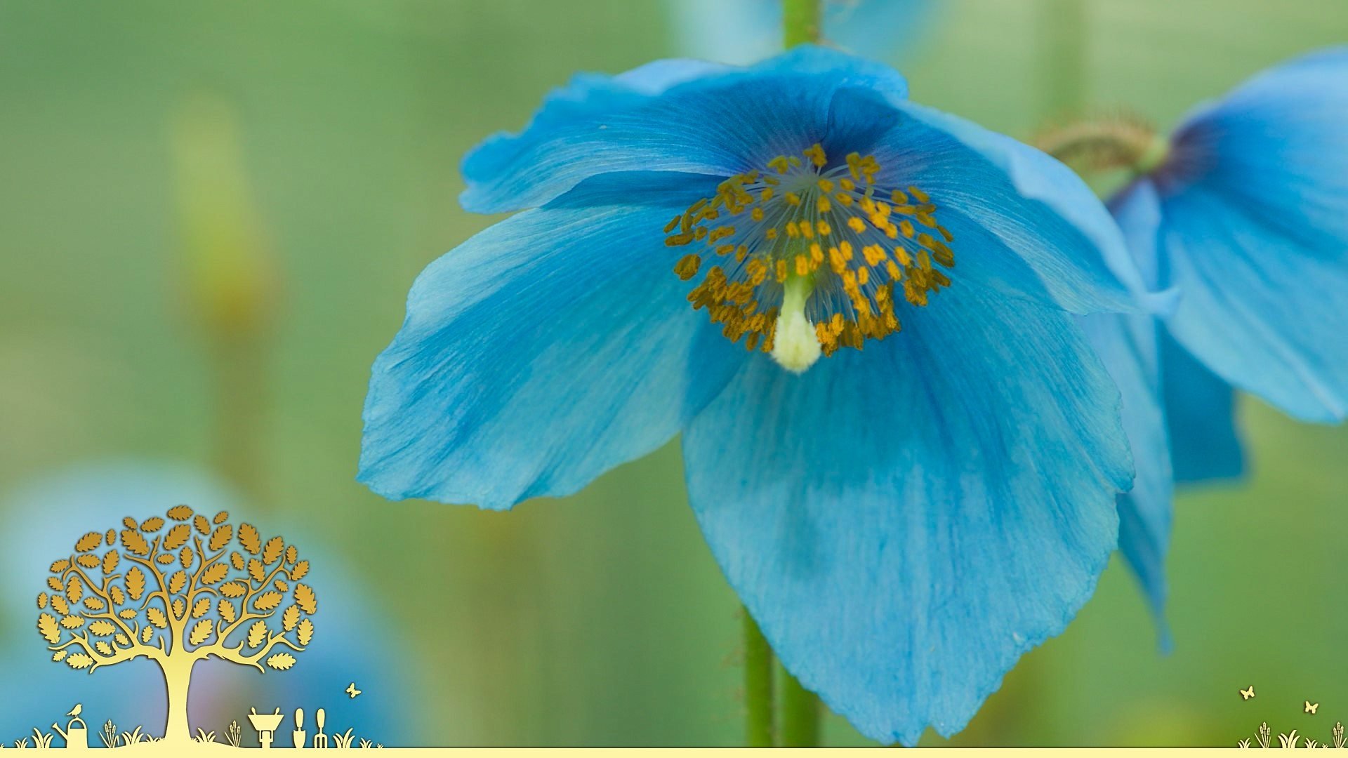 Gardeners' World 54x15