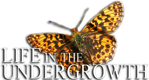 Life in the Undergrowth Logo