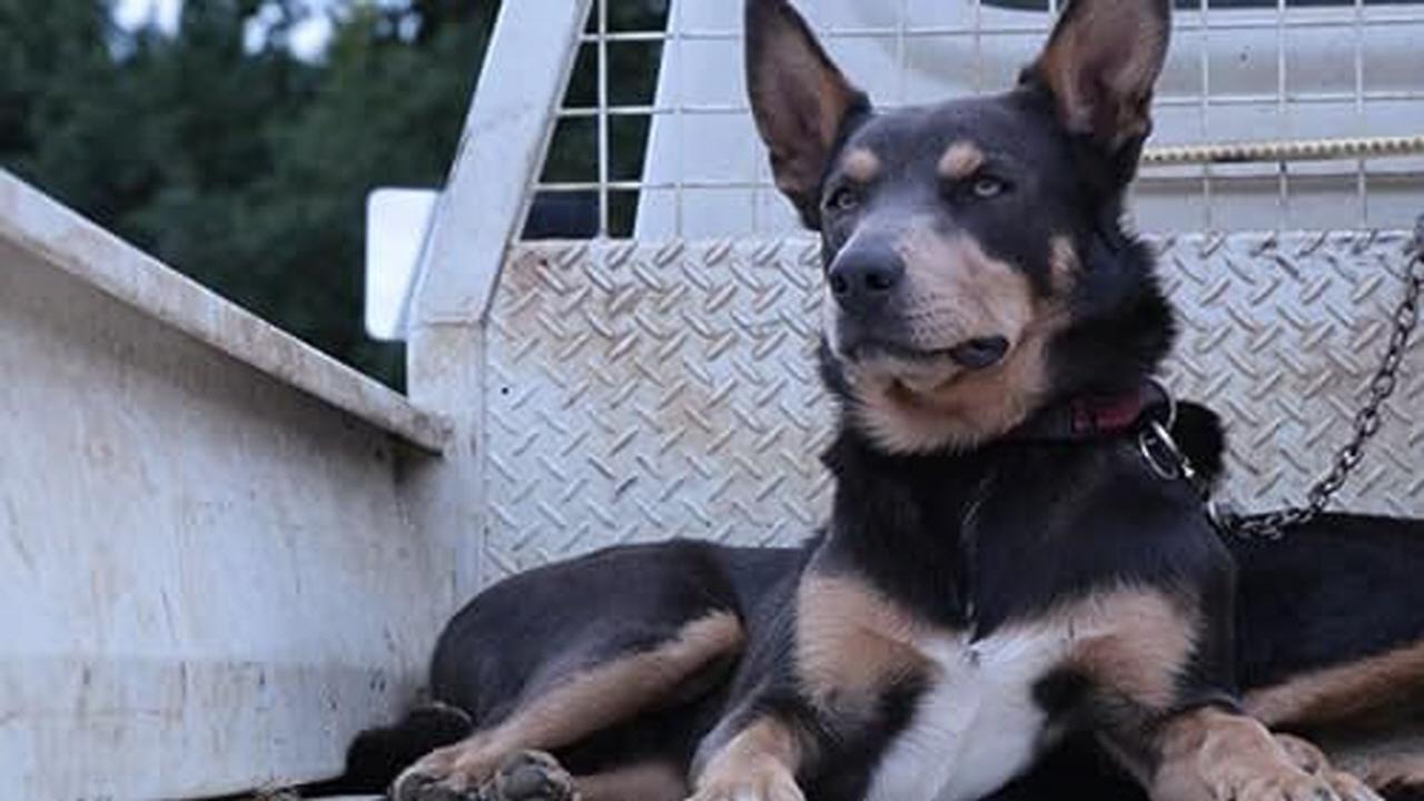 How Do Animals Do That?