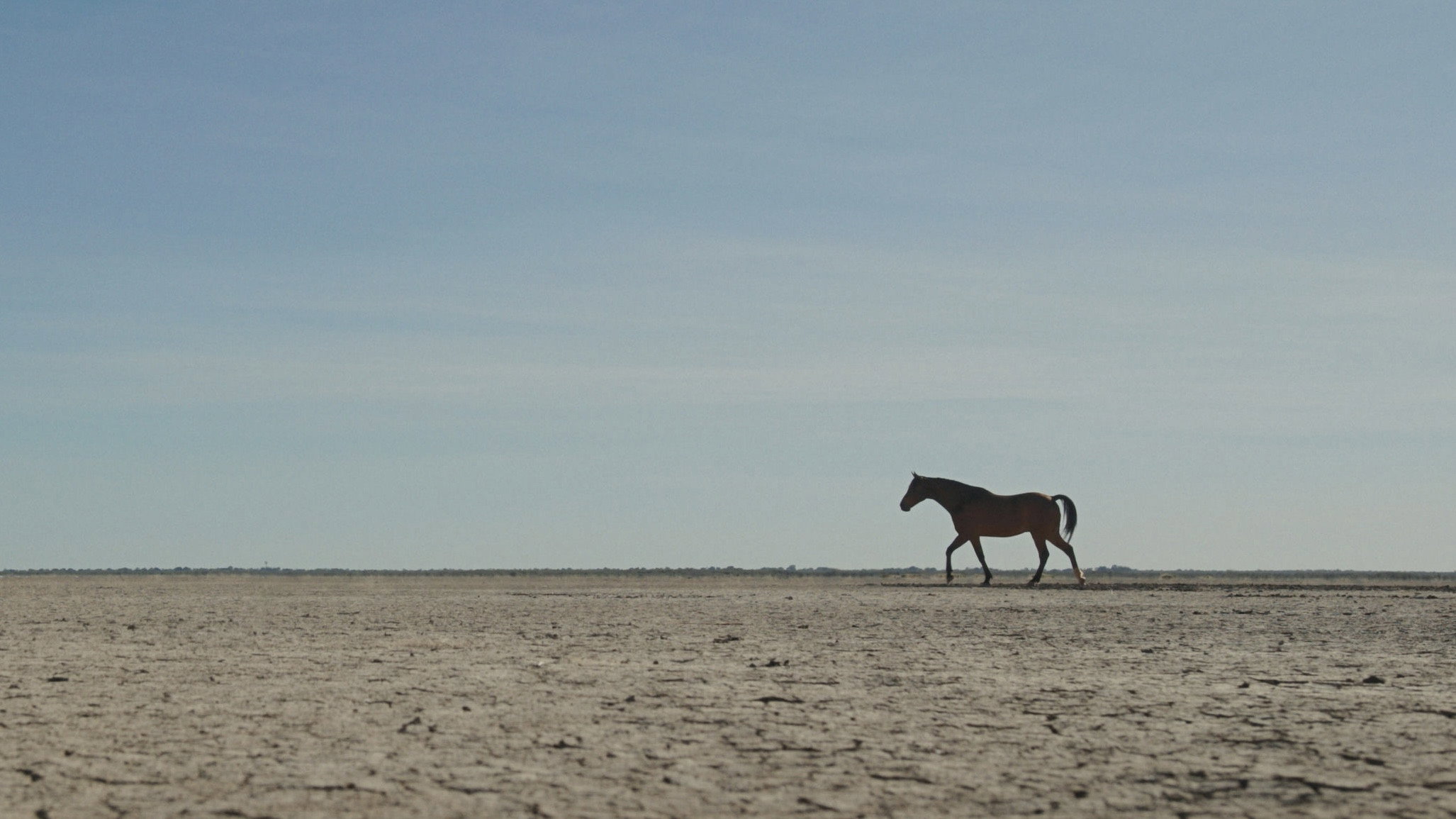Guided by Horses