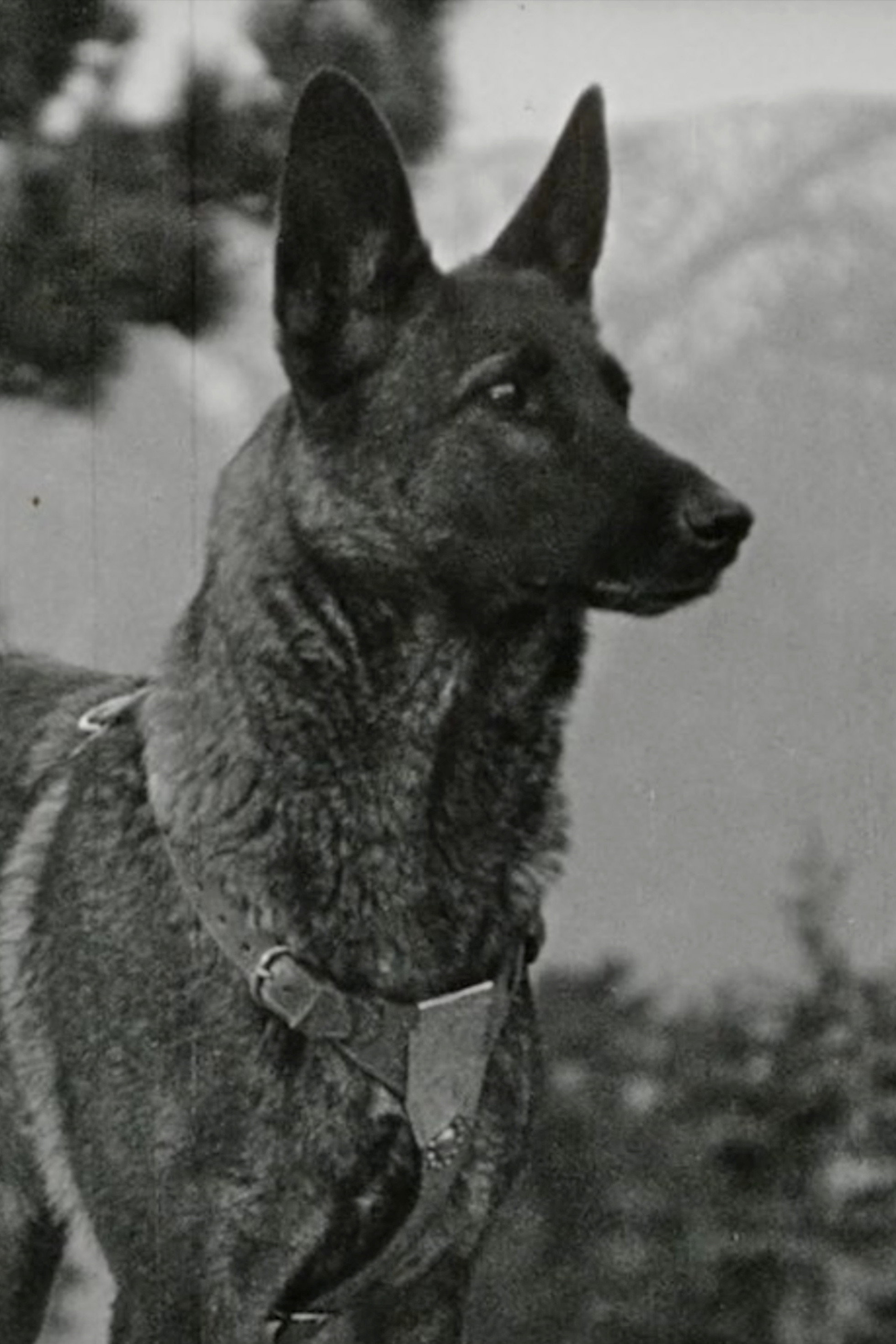 Klondike the Dog