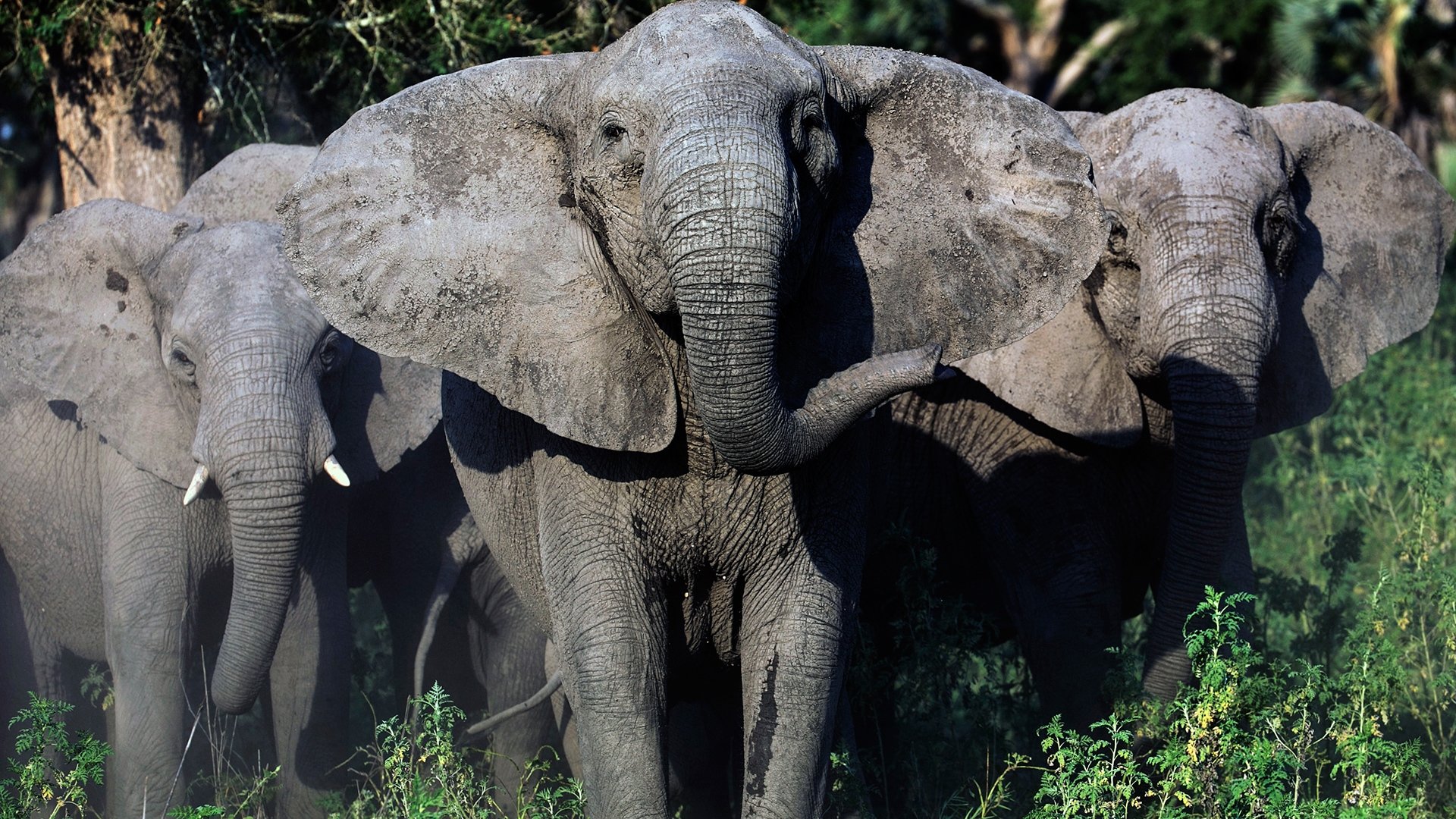Thumbnail for Elephant Whisperer Season 1 Episode 2