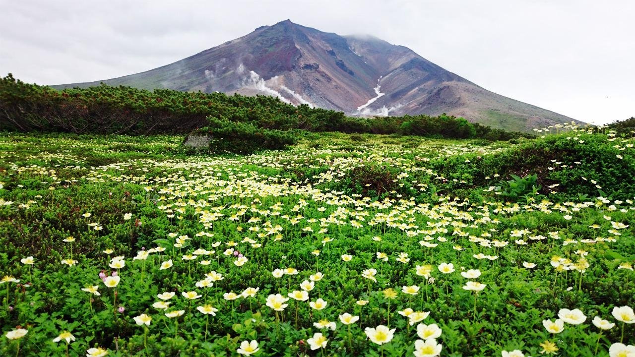 Wild Hokkaido!