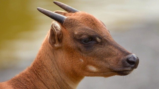 The Secret Life of the Zoo