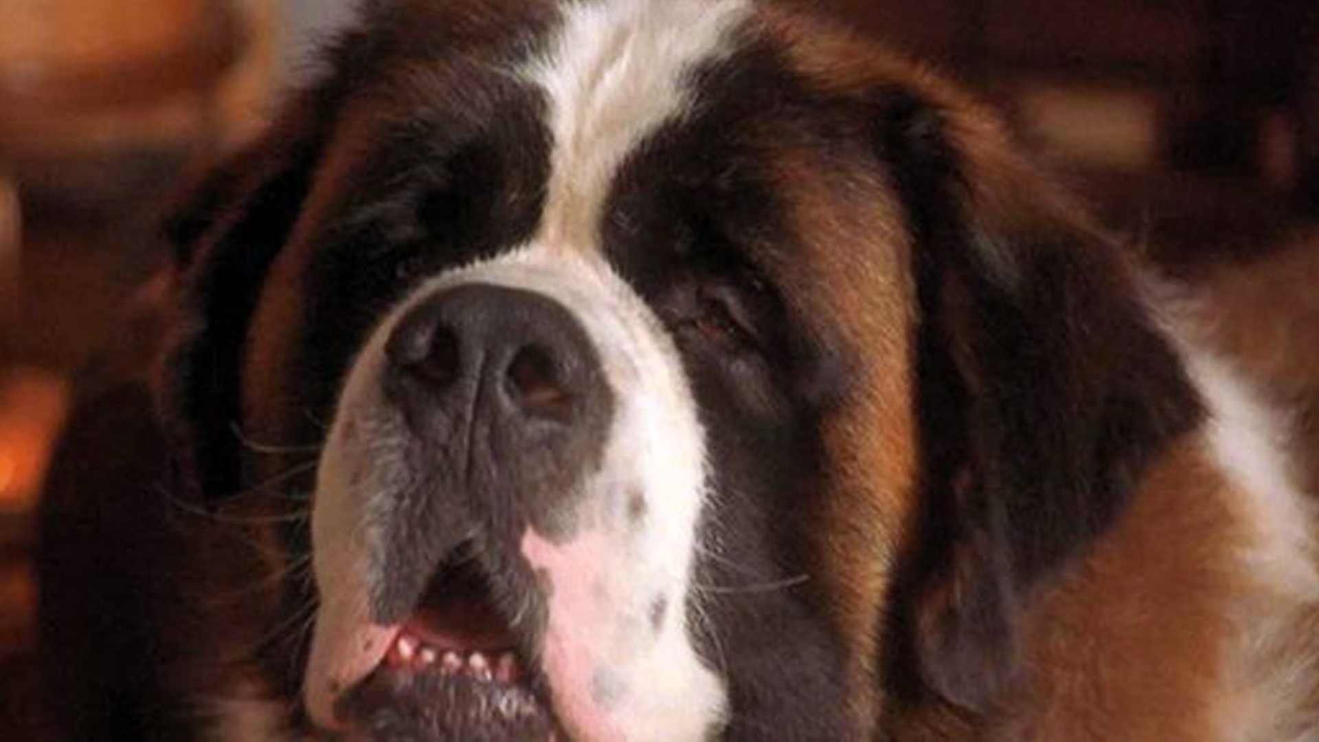 Afacan Köpek Beethoven 3