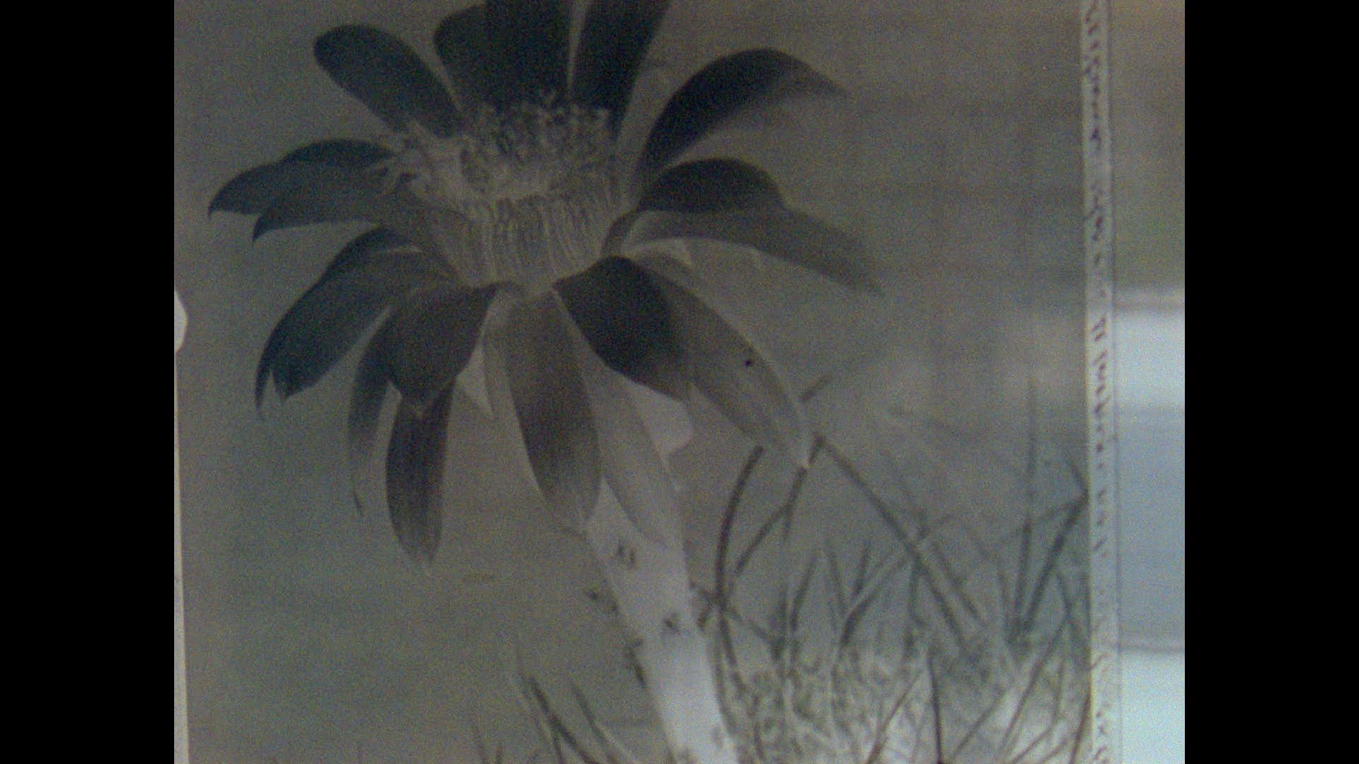 Herbaria (2022)