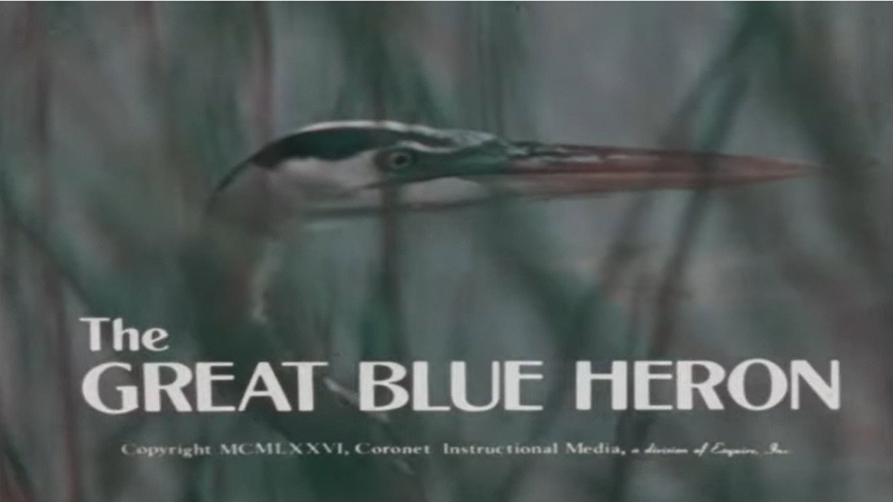 The Great Blue Heron