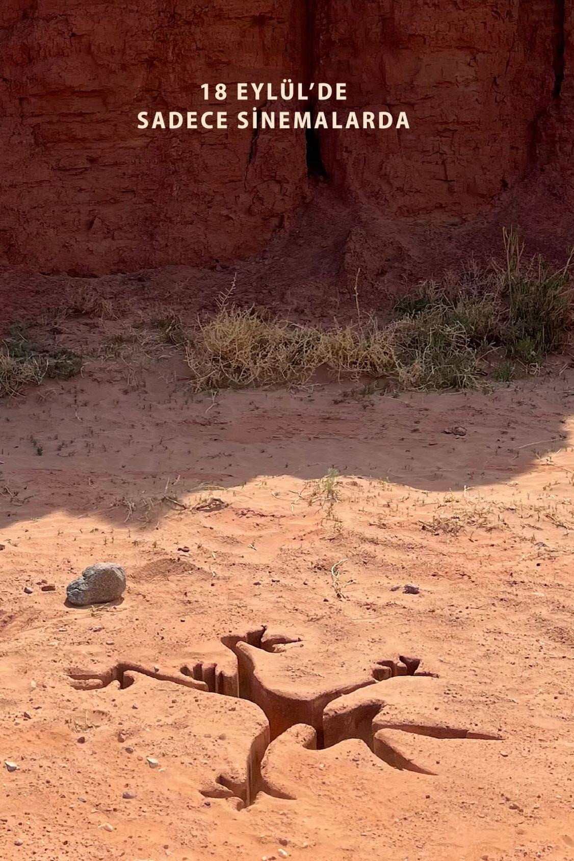 Coyote vs ACME