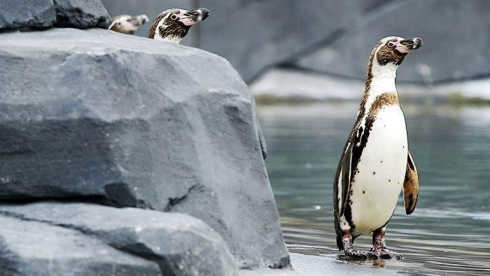 Un zoo à Paris - Au milieu des manchots