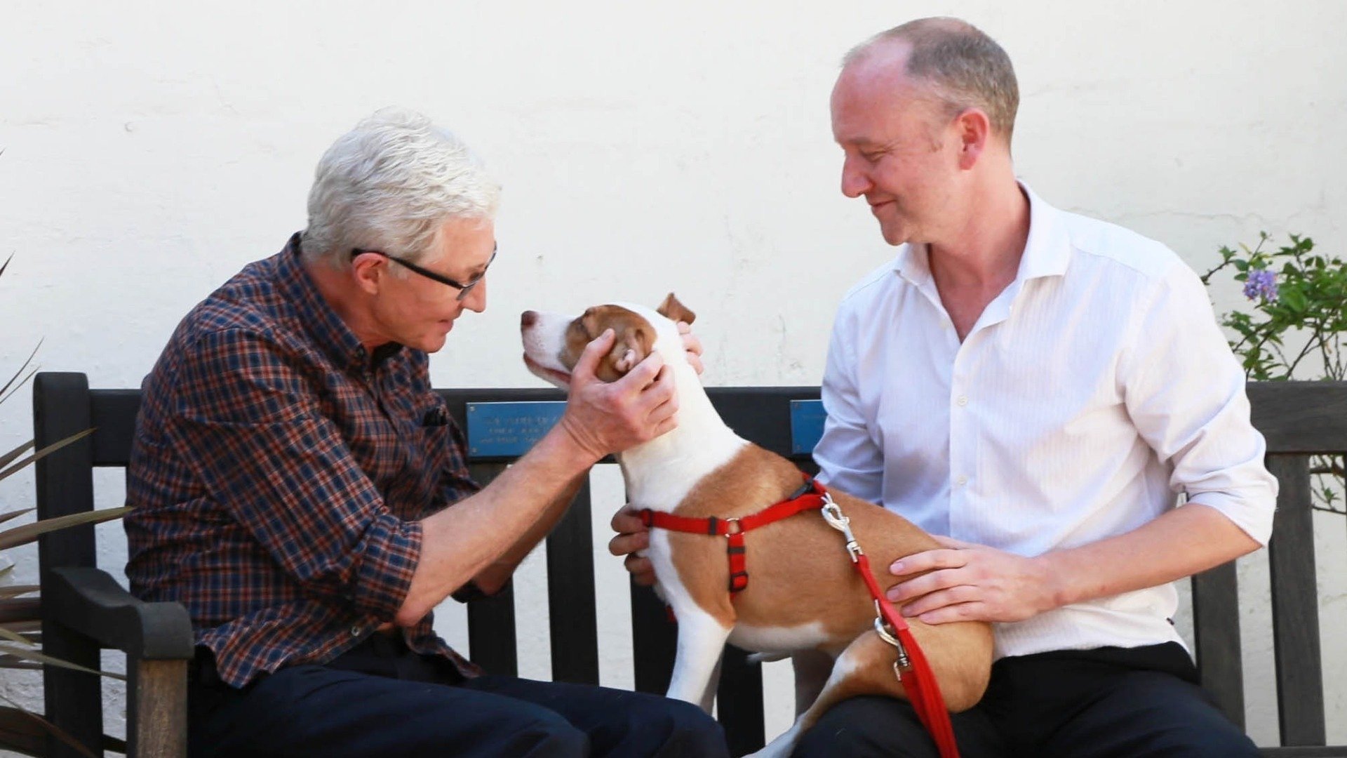 Paul O'Grady, pour l'amour des chiens - Épisode 11