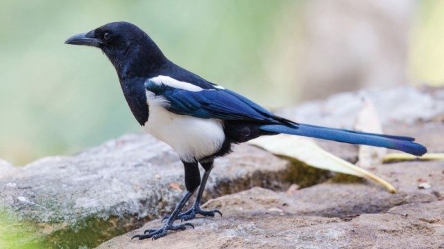 Thumbnail for Passerines: From Flycatchers to Thrushes Season 1 Episode 17