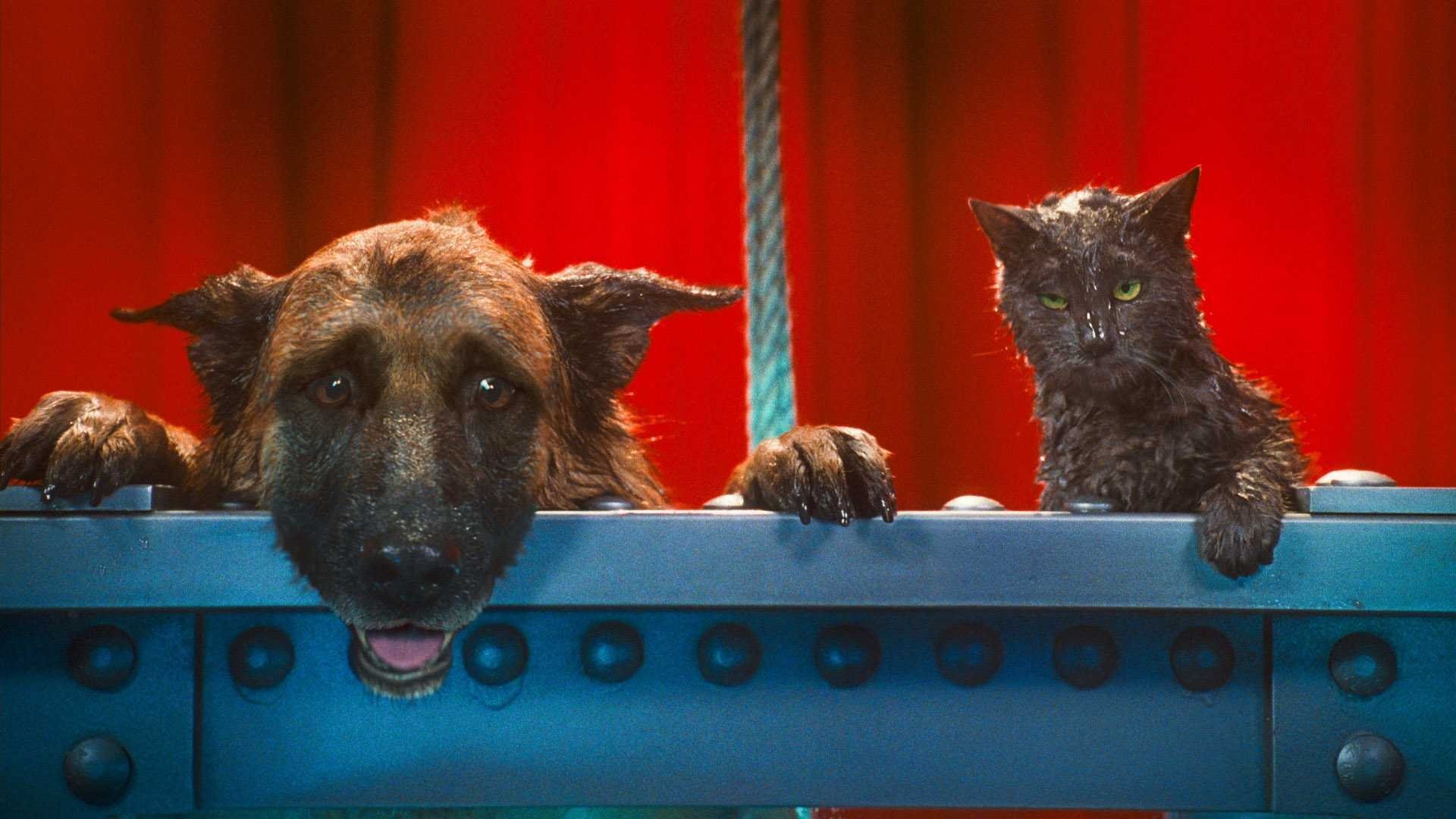 Image du film Comme chiens et chats : la revanche de Kitty Galore 3sxpabl0tddvvljfpd4ramjzfsdjpg