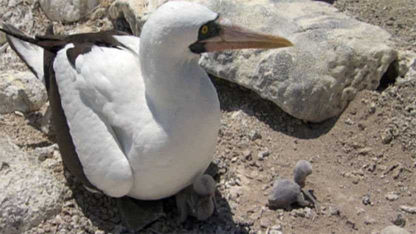 Galapagos