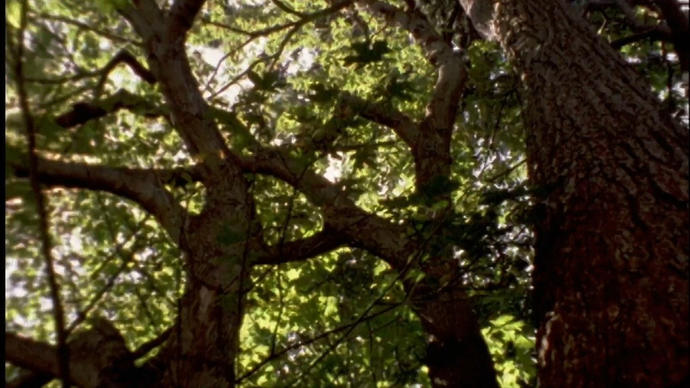 Imagem do Filme Yggdrasll: The World Tree