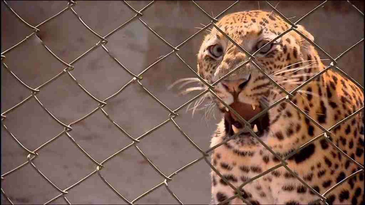 72 Dangerous Animals: Asia - Season 1 Episode 2 : Jaws and Claws
