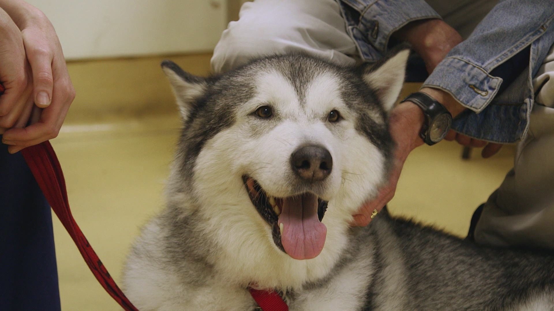 Paul O'Grady, pour l'amour des chiens - Épisode 7