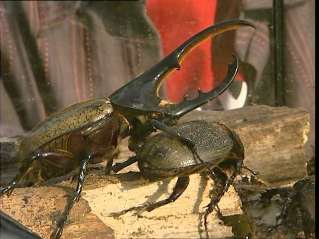 C'est pas sorcier - Hannetons, coccinelles et scarabées : les coléoptères