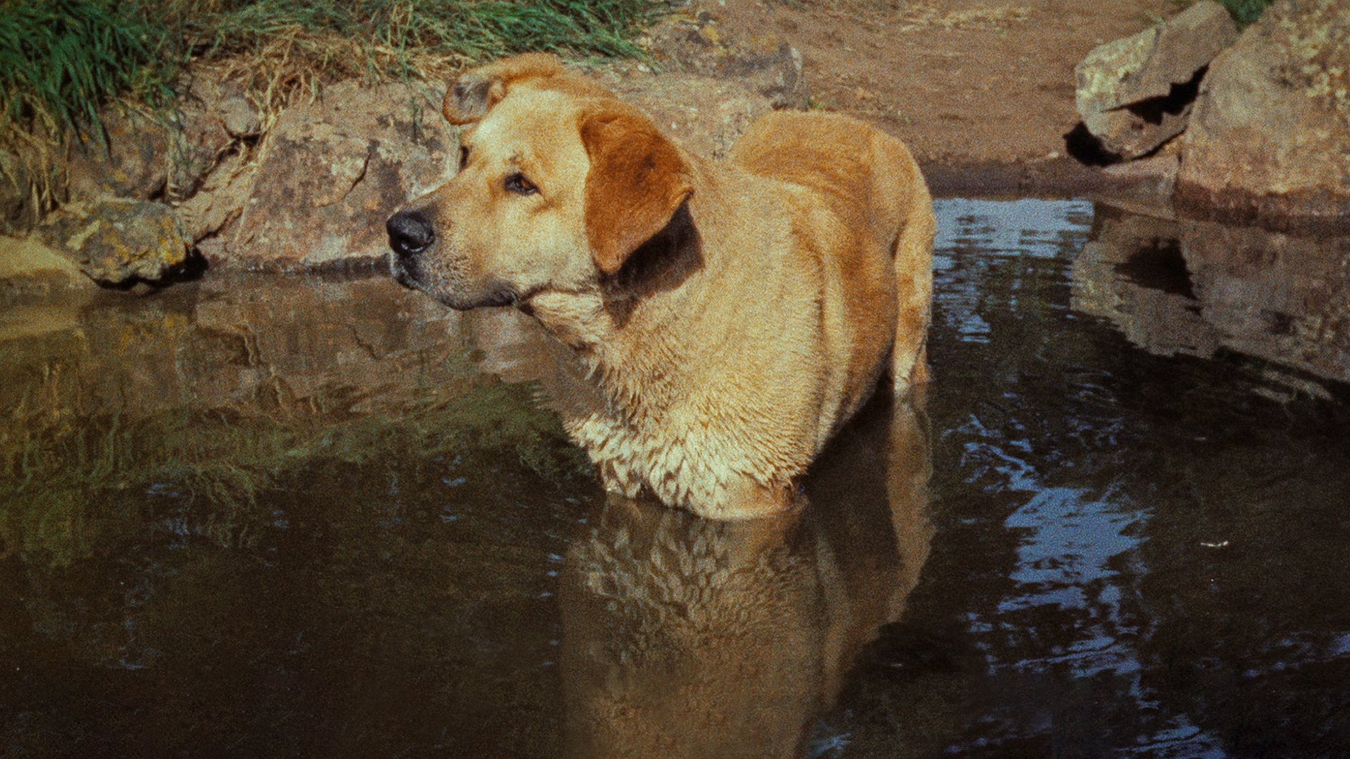 Old Yeller (1957) AZ Movies