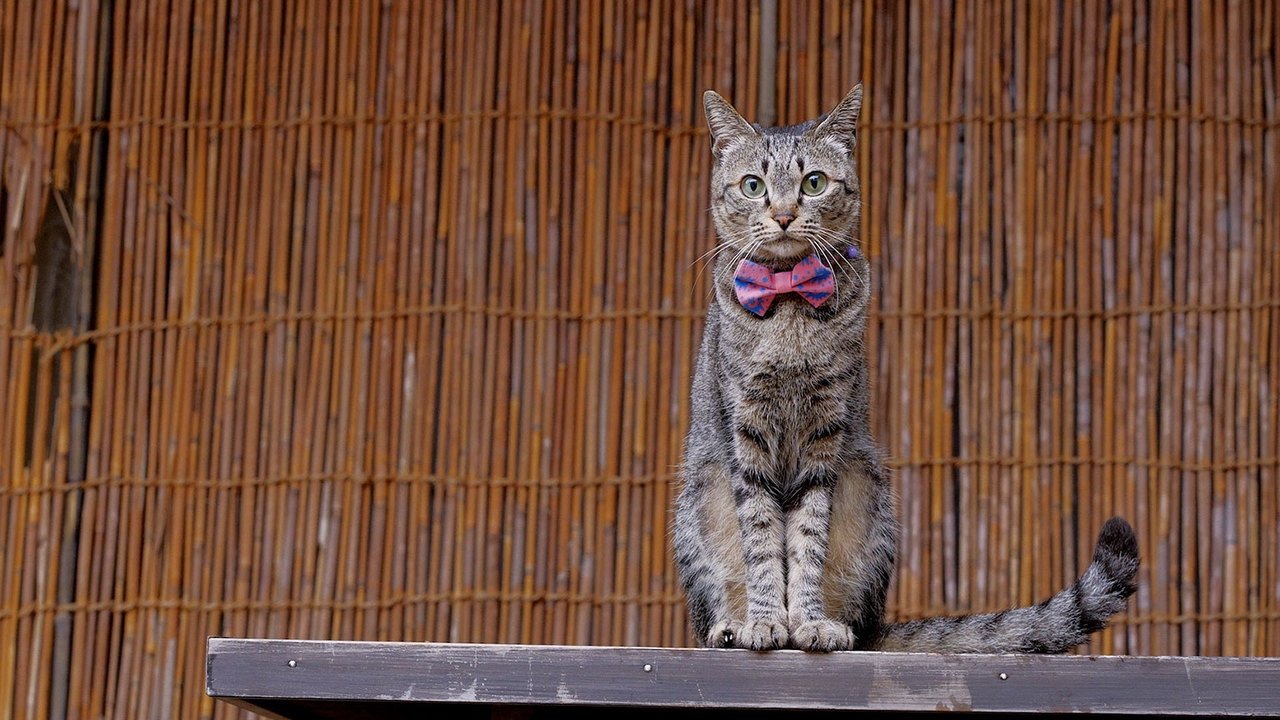 A Cat's-Eye View of Japan - Épisode 22