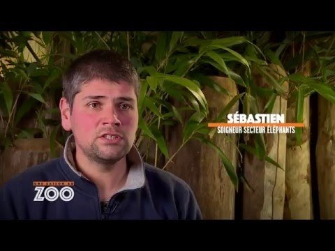 Une saison au zoo - Jour de pluie