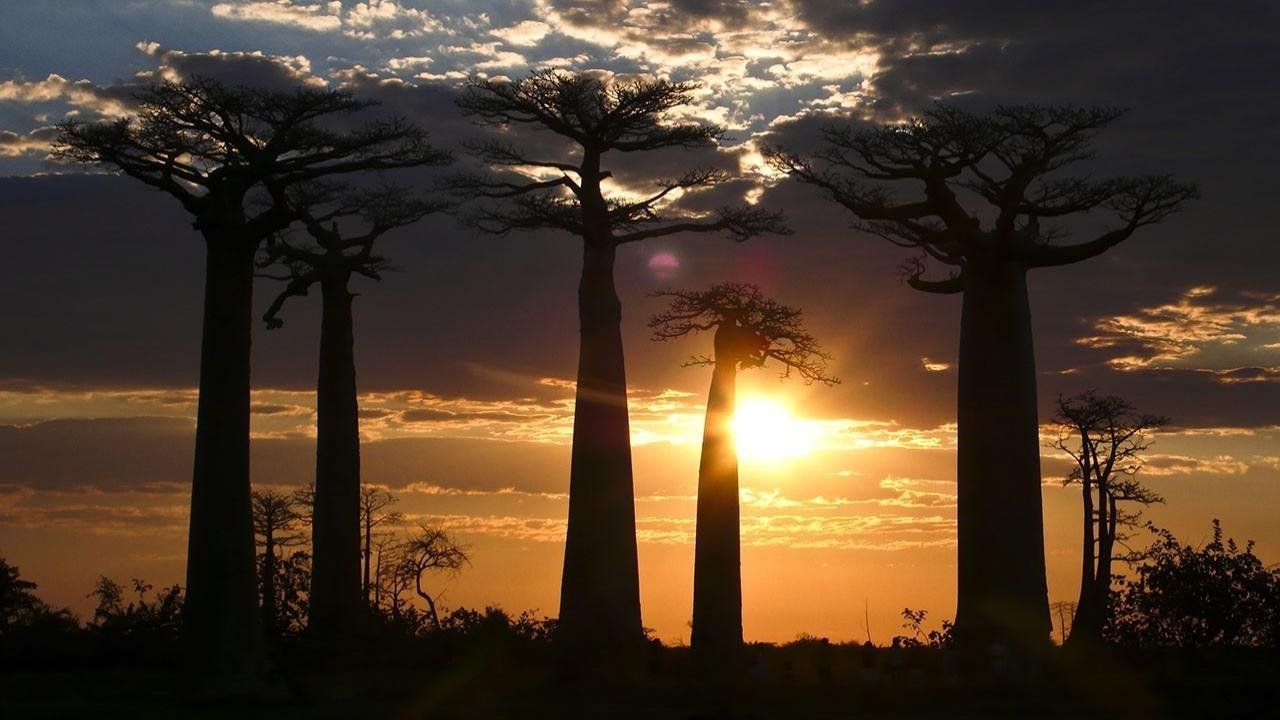 Madagascar: Legends of Lemur Island ()