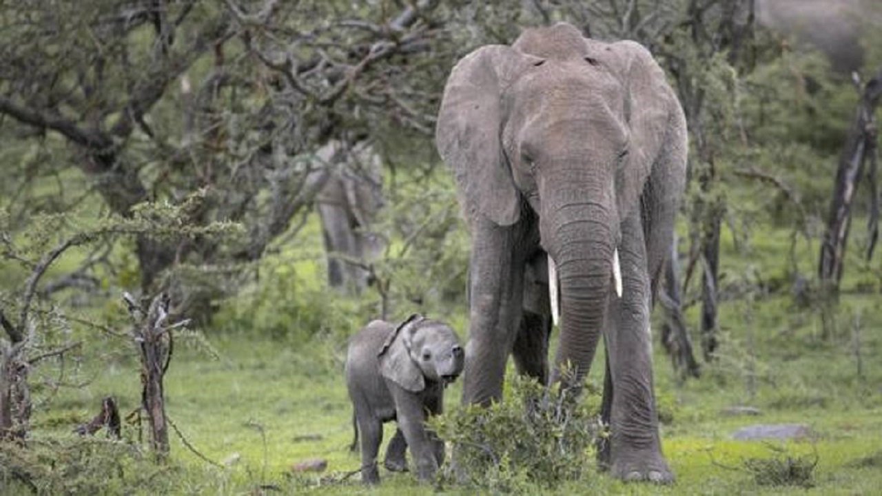 Small Elephant (2015)