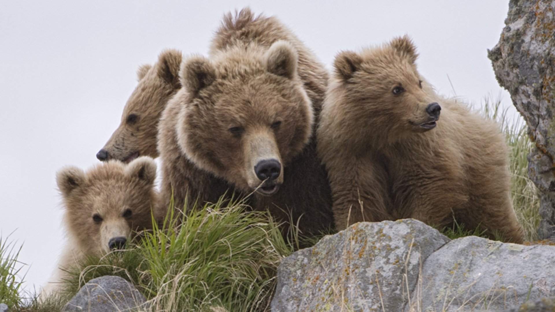 Terre des ours (2014)