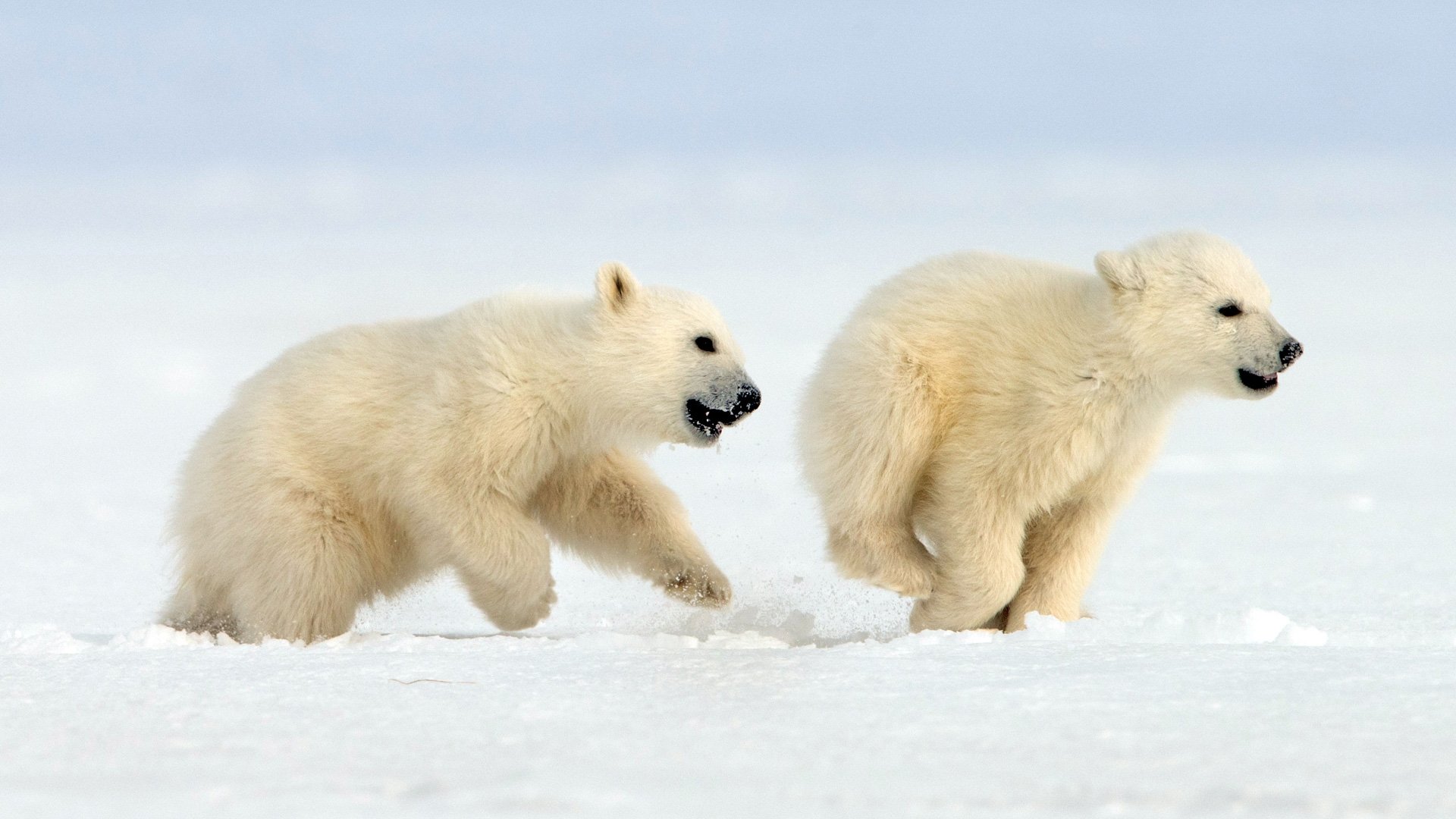 Snow Bears