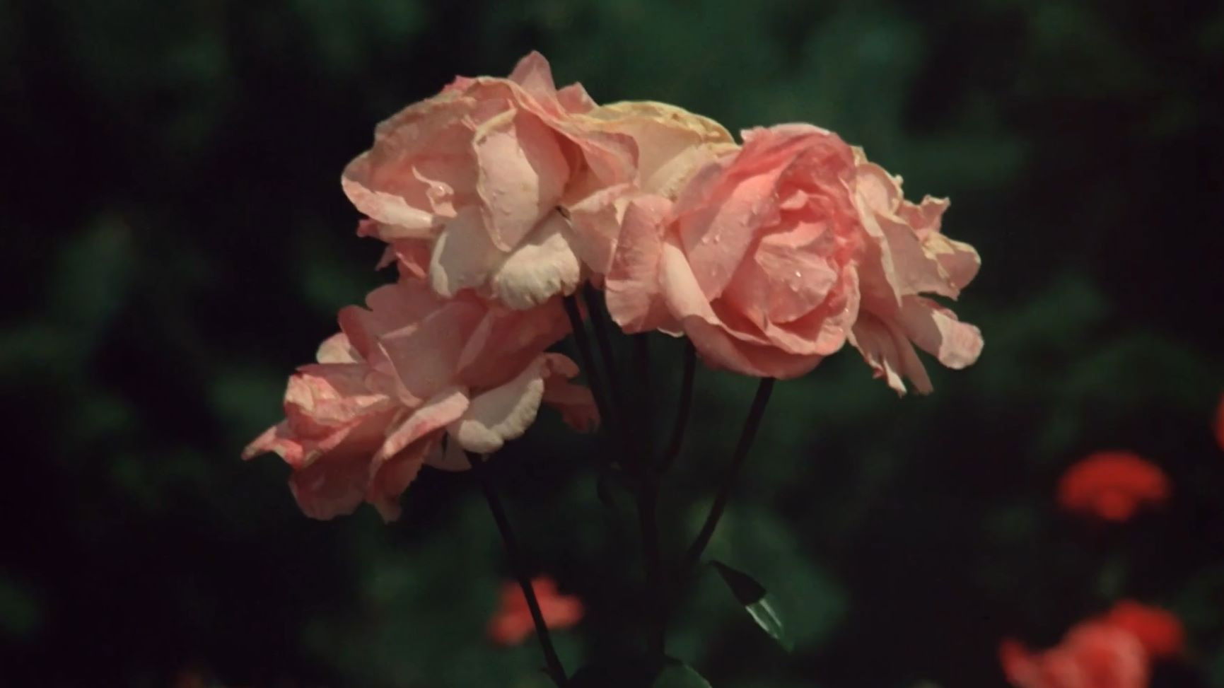 The Demise of Father Mouret