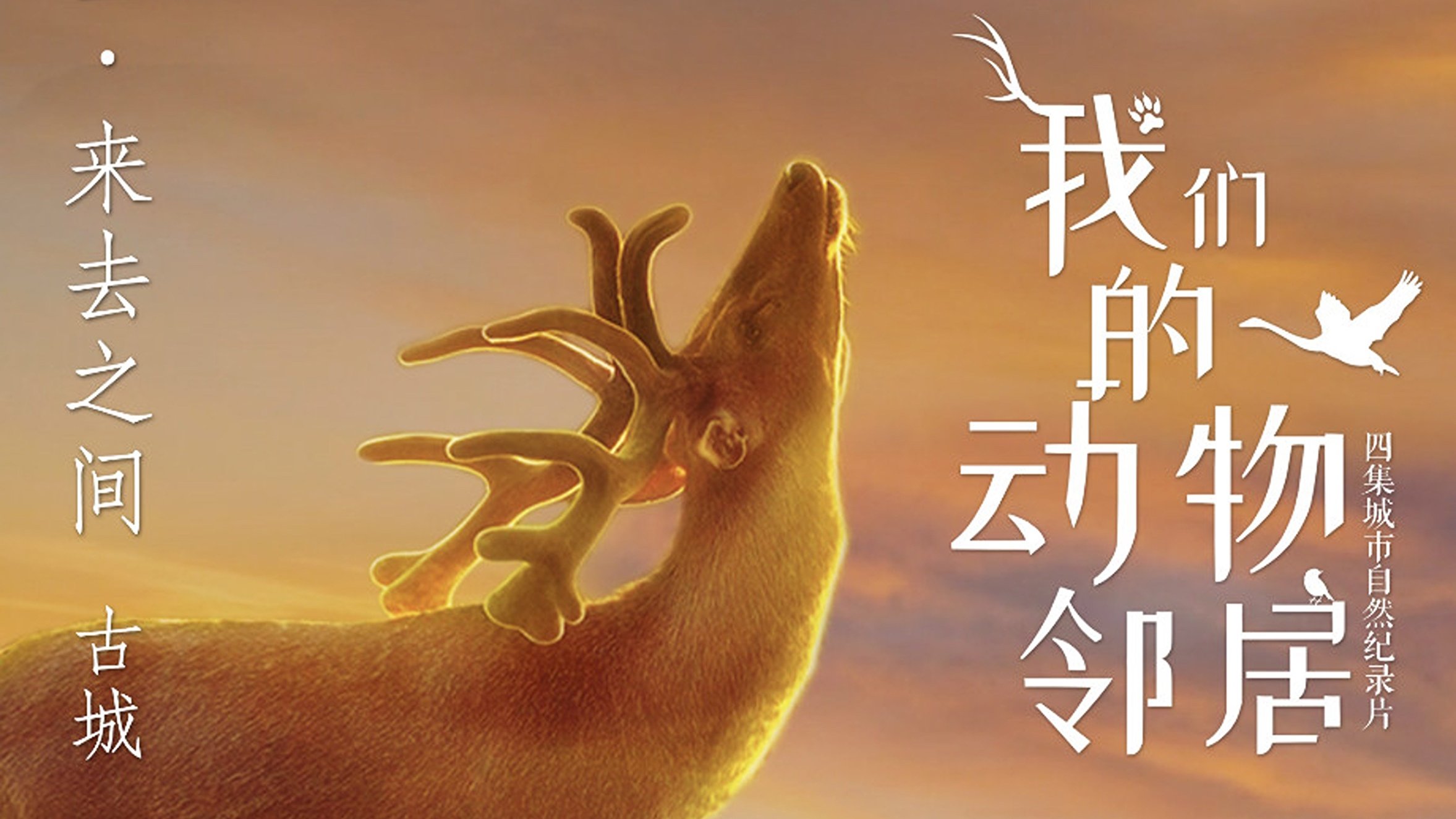 我们的动物邻居 - Épisode 3