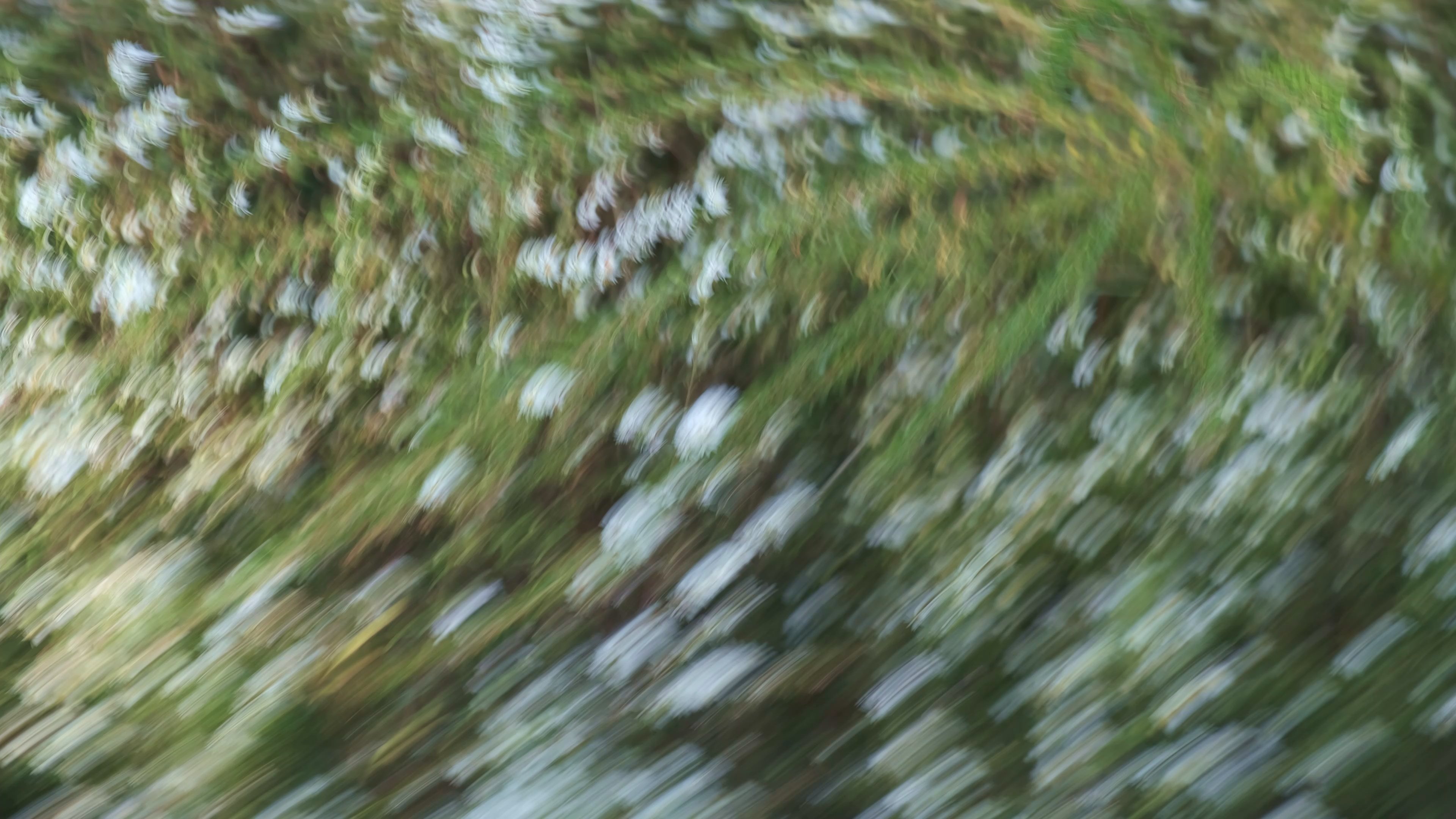 Weeds and Wildflowers (2023)