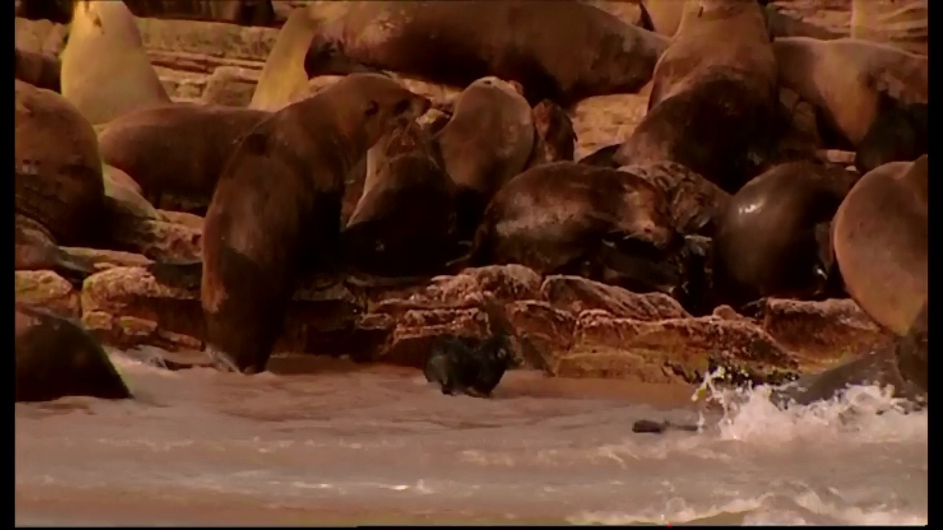 Animal Life: Young & Wild - Épisode 10