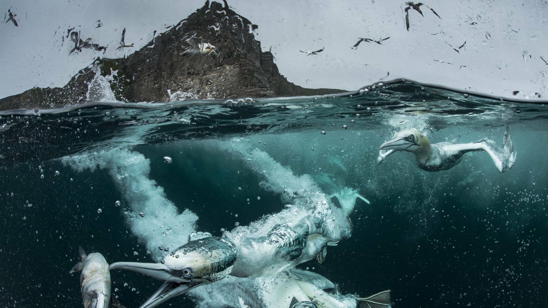 Wild Shetland: Scotland's Viking Frontier