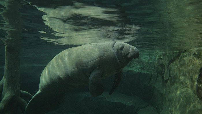 Un zoo à Paris - Le voyage du lamantin