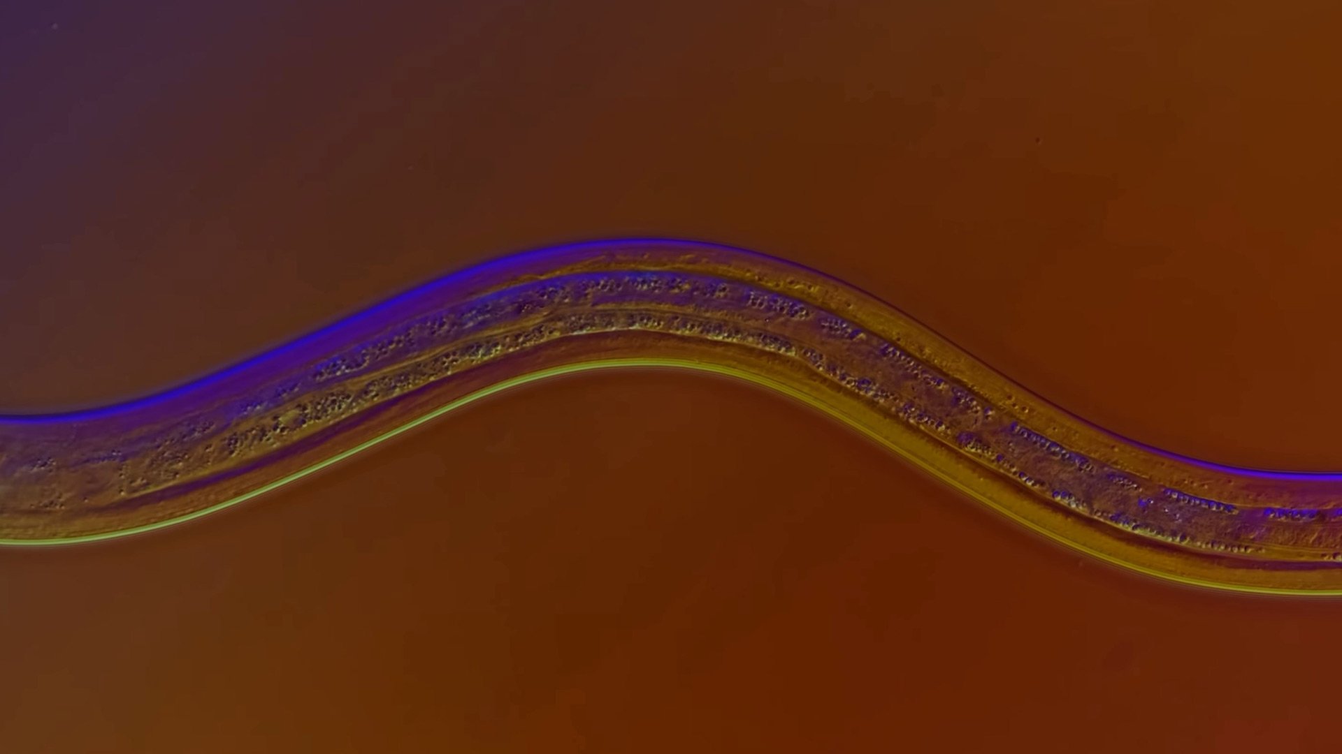 Journey to the Microcosmos