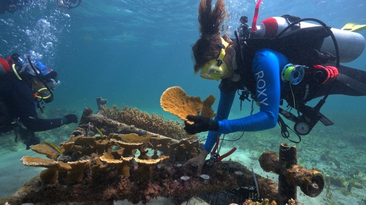 Imagem do Filme SHIELD: The Living Wall of the Caribbean