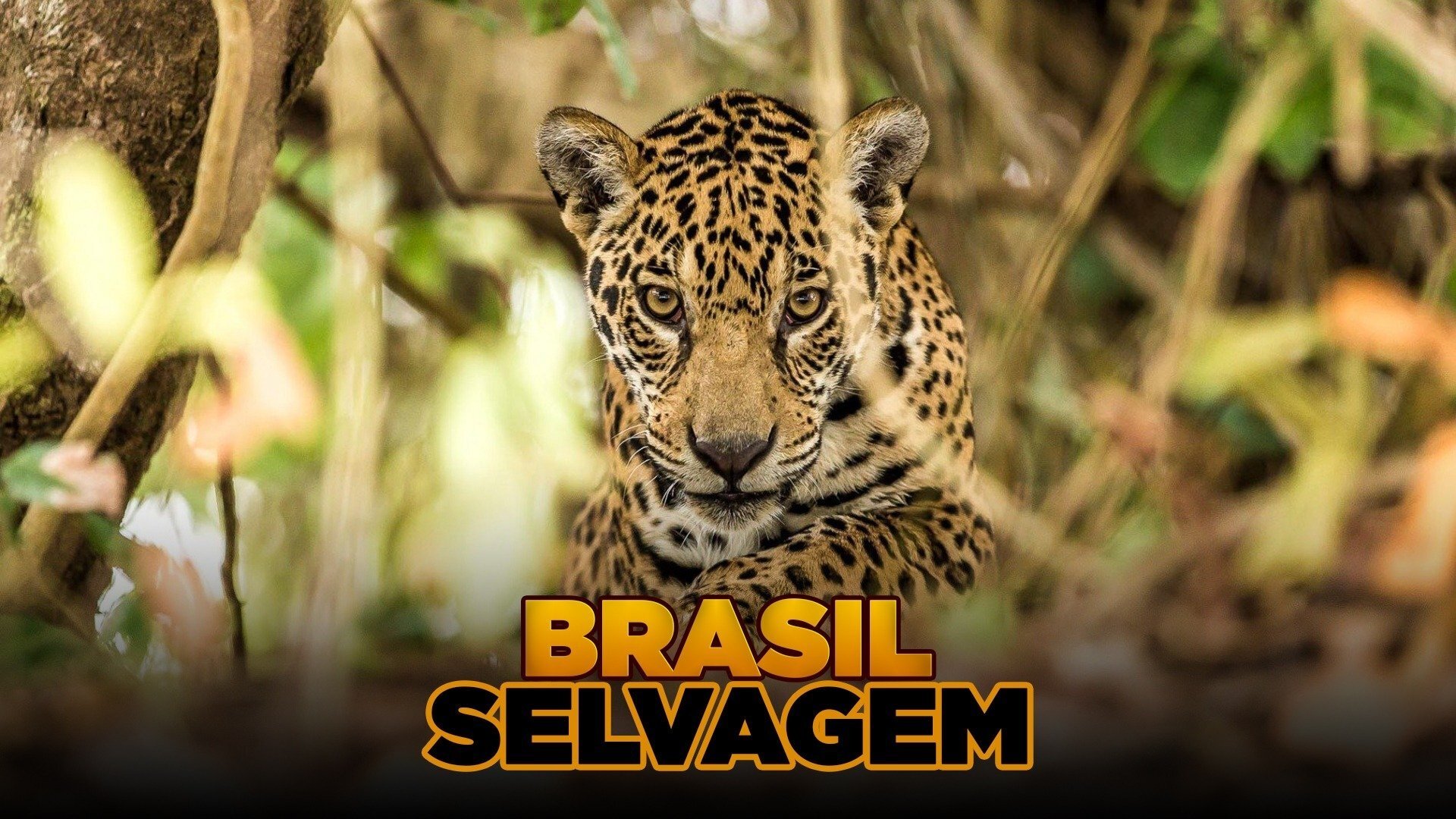image-item