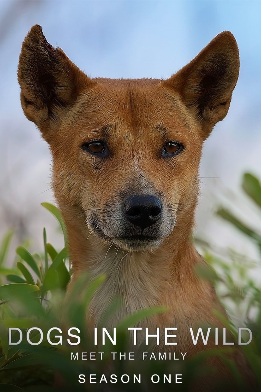 Dogs in the Wild: Meet the Family - Season 1